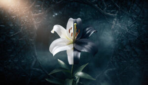 ハリーポッターのスネイプはいいやつなのか？その真実を徹底解説